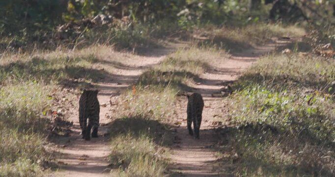 Majestic Indian leopard pair on a jungle walk in the afternoon, rare wild big cat behaviour