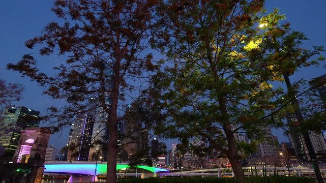 A massive swarm of nocturnal flying foxes fly feed on native flowers, pollen, and fruit at dusk in South Brisbane.