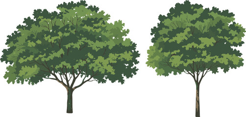 Obraz premium Realistic green trees illustration set, detailed summer forest and park foliage isolated on white background, natural botanical clipart for landscape design