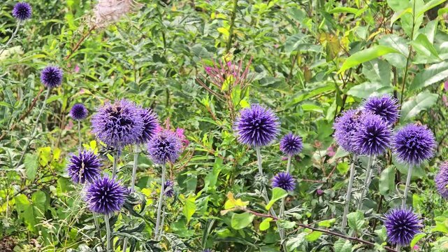 Blue globe thistles in the garden: Close-up of the distinctive, round flower heads of the Echinops