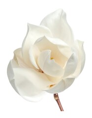 Close-up of a delicate white bloom, showcasing layered petals and a creamy center. The bloom is attached to a thin brown stem