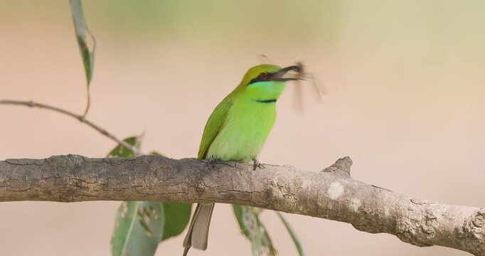Green Bee-eater bashes a dragonfly on a branch before swallowing, predatory action nature behaviour