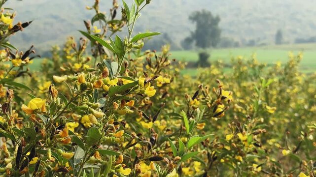 Closeup of bee collecting nectar from flowering pulse (pigeonpea, arhar, toor) plant, yellow blossoms and green foliage with soft daylight and rural background.