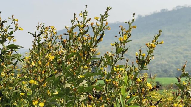 Upper portion of flowering pulse (pigeonpea, arhar, toor) plants swaying gently in wind, yellow blooms against distant hills and open sky in daylight.
