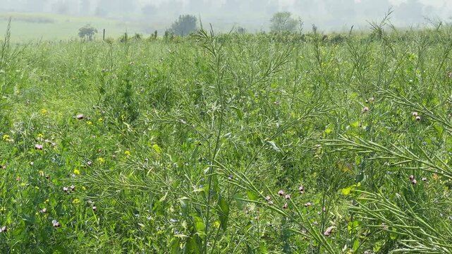 Tracking shot through mixed crop field with chickpea, lentil and mustard plants, diverse green foliage and small blooms moving in breeze under soft daylight gently calm.