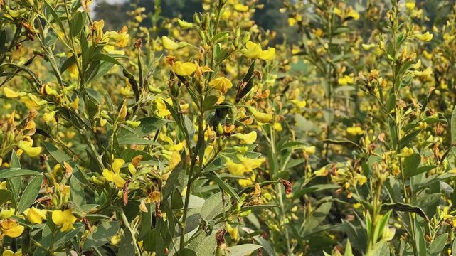 Closeup of flowering pulse (pigeonpea, arhar, toor) plants with developing seedpods swaying in breeze, yellow blossoms and green foliage under natural daylight.