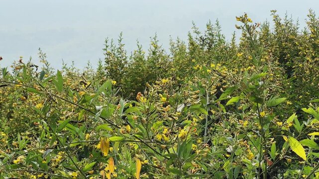Static shot of flowering green pulse (pigeonpea, arhar, toor) crop gently swaying in light wind, dense agricultural field with yellow blossoms and natural daylight creating calm rural atmosphere.