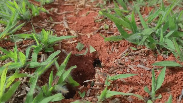 Fast moving leafcutter ants (Atta sp.) swarming around a nest entrance in red lateritic soil, surrounded by grass and small weeds, showing colony activity and foraging behaviour