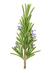 Fototapeta premium Dewy emerald green rosemary sprig with purple blooms, woody stem. Sharp focus, white background, copy space, culinary ingredient concept