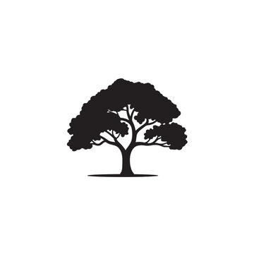 Tropical Kadamba Tree Shape for Nature and Environment Concept