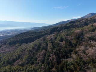 Obraz premium A mountain range with a forest on top. The sky is clear and blue. The trees are bare and the mountains are covered in snow