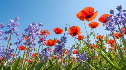 Obraz premium Red Poppies and Bluebells Blooming in Spring Meadow Under Clear Blue Sky