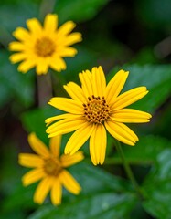 Obraz premium A close-up photo of three yellow flowers with green leaves