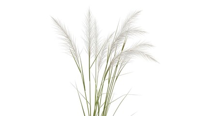 A delicate cluster of ornamental grass with feathery seed heads against a plain background