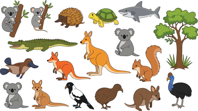 Australian wildlife vector illustration set with kangaroo koala crocodile and cassowary for nature education and travel branding