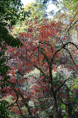 秋の京都貴船の風景