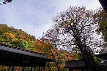 京都貴船神社本殿横の桂の巨木