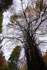 京都貴船神社本殿横の桂の巨木