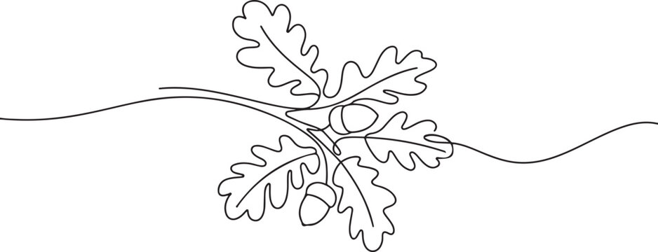 Oak branch with acorn drawn in one line. Floral sketch. Continuous line drawing autumn leaves. one line Art icon drawing vector