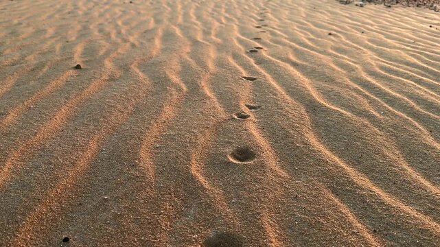 Close up motion above Fennec fox track line on rippled desert sand at sunset