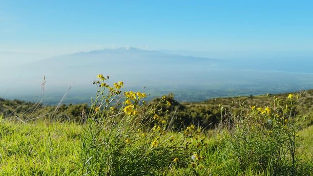 Senecio madagascariensis, Madagascar ragwort, is a species of the genus Senecio and family Asteraceae. Madagascar groundsel and fireweed. Haleakala Highway, Upcountry Maui, Hawaii.