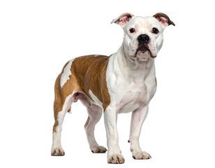 Obraz premium Full-body studio shot of a medium-sized dog, predominantly white with brown patches, standing and facing forward, isolated on a white backdrop
