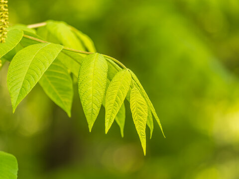 Bright green Leaves of the Amur velvet, or Amur cork tree, lat. Phellodendron amurense