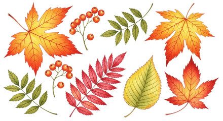 Obraz premium Various vibrant autumn leaves and red berries, detailed watercolor illustration on a transparent background with copy space, celebration of autumn's natural beauty