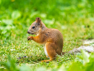 Fototapeta premium Squirrel eats a nut while sitting in green grass. Eurasian red squirrel, Sciurus vulgaris