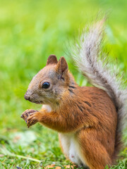 Obraz premium Squirrel eats a nut while sitting in green grass. Eurasian red squirrel, Sciurus vulgaris