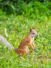 Fototapeta premium Squirrel eats a nut while sitting in green grass. Eurasian red squirrel, Sciurus vulgaris