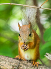 The squirrel with nut sits on a branches in the spring or summer.