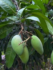 mango green, unripe mangoes hanging on a mango tree branch. 