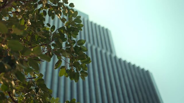Green leaves of a tree with a blurred modern skyscraper building in the background, concept of green city, sustainable architecture, environmental conservation in urban areas, Eco-friendly office 