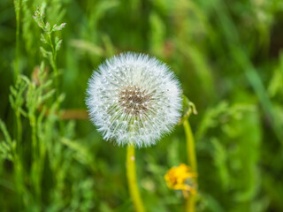 Blowball of Taraxacum plant on long stem. Blowing dandelion clock of white seeds on blurry green background of summer meadow.