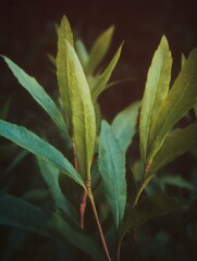 Sage Green Leaves Close Up View of Evergreen Foliage in a Soft Natural Light Park Setting for Botanical Study and Aesthetic Nature Background Web Design