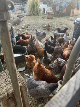A large group of various colored hens, including brown, black, and speckled varieties, foraging and eating together in a rustic outdoor farm enclosure. Focus on sustainable agriculture and free-range 