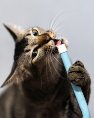 Close-up of a tabby cat biting down on a blue plastic pipe, playful behavior © Rosi