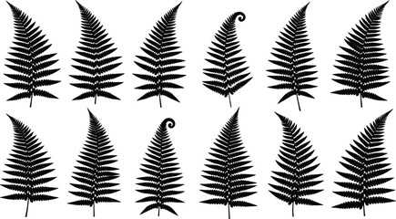 Black fern leaf silhouettes set isolated on white background, botanical foliage collection vector illustration for nature design elements © Sohagh's World