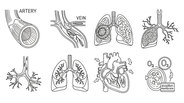 Detailed Anatomical Illustrations of Human Respiratory System.