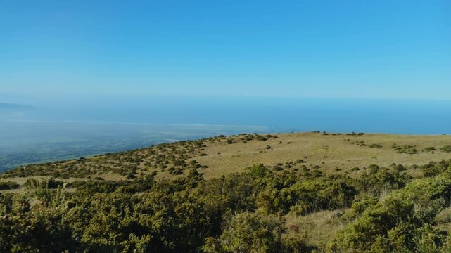 Haleakalā Highway, East Maui Volcano, Hawaii. shield volcano. Leptecophylla tameiameiae, pūkiawe or maiele.. Family: Ericaceae