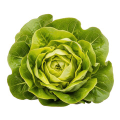 Obraz premium Fresh green butterhead lettuce head, crisp raw vegetable food ingredient for healthy cooking, organic garden harvest isolated on Transparent Background