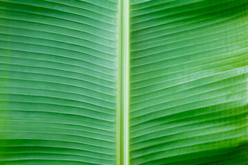Close Up Green Banana Leaf Texture with Natural Symmetrical Pattern
