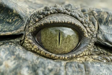 Fotobehang Krokodil Extreme macro of a crocodile’s eye with vertical slit pupil, surrounded by rugged armored scales, captured at eye level in natural light, highlighting texture, detail, and primal intensity.  © Umm Hamzah