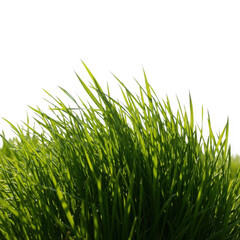 Fototapeta premium Fresh green grass blades clump isolated on white background