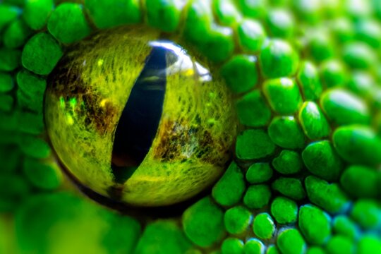 Extreme macro of a vibrant Green tree python&rsquo;s eye with vertical slit pupil, surrounded by glossy emerald scales, captured in dramatic close-up to emphasize texture, color, and predatory focus.