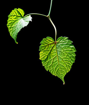Grape leaf on black background