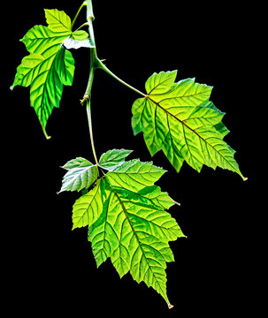 Grape leaf on black background