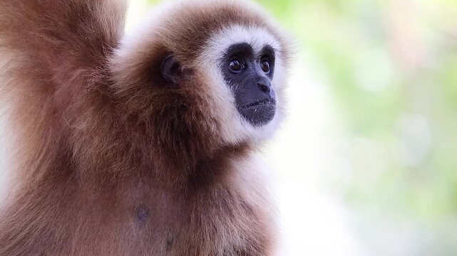 Close Up Portrait of a Lar Gibbon with White Facial Ring