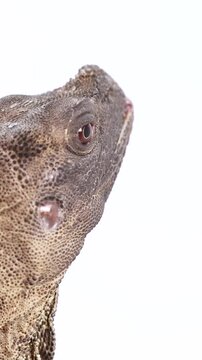 Vertical Close-Up of Hydrosaurus Amboinensis Lizard Head on White Background